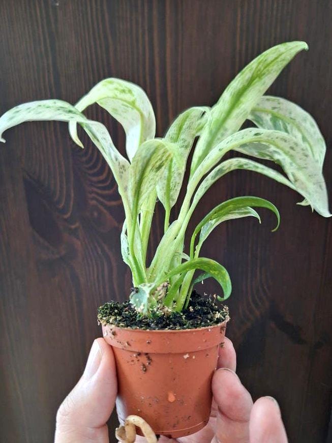 Rhaphidophora Puberula Variegata node cutting