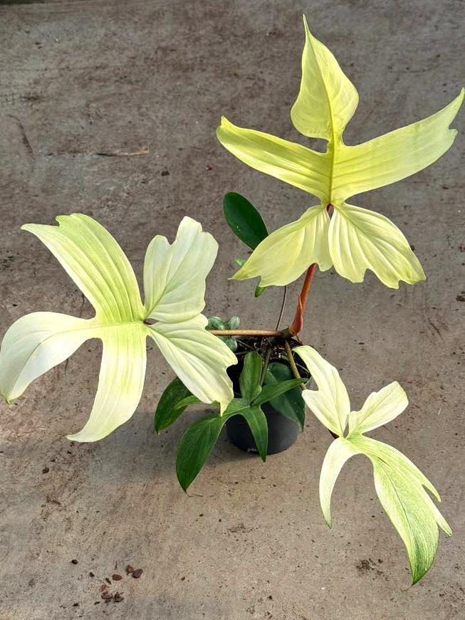 Philodendron Florida Ghost node cutting