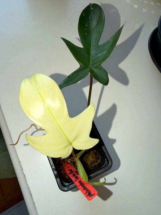 Philodendron Florida Ghost Mint node cutting