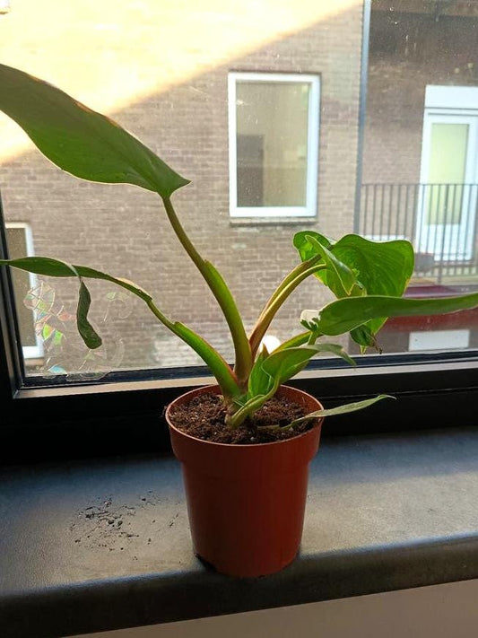 Philodendron White Princess node cutting