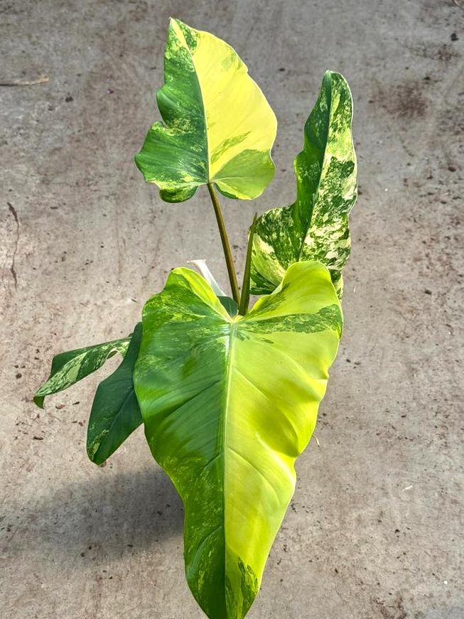 Philodendron Domesticum Variegata node cutting