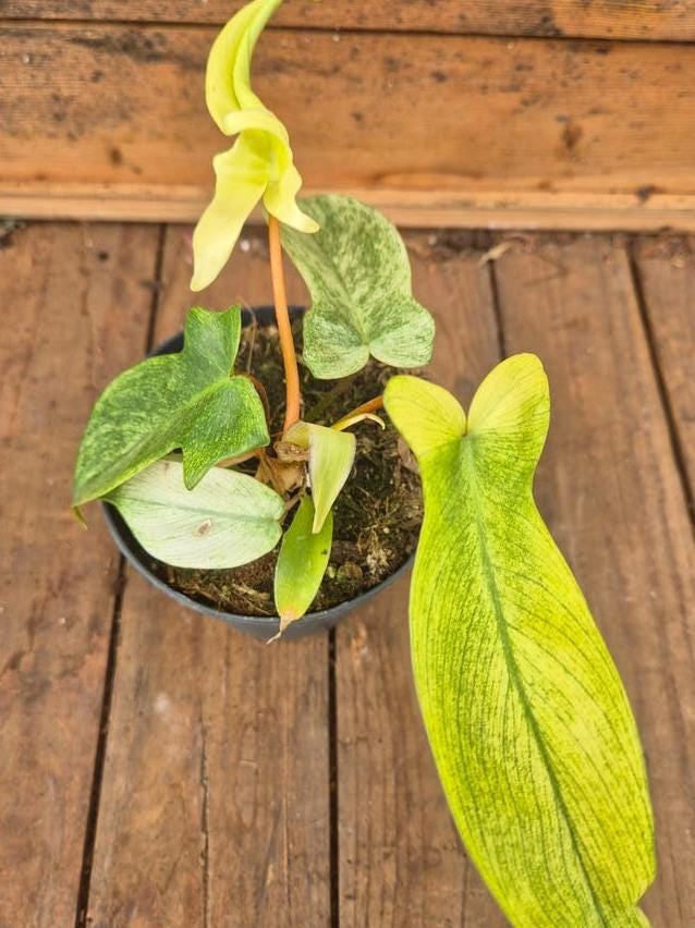 Philodendron Florida Ghost node cutting