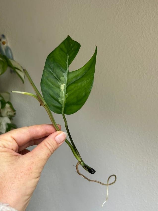 Epipremnum Pinnatum Albo Variegata node cutting