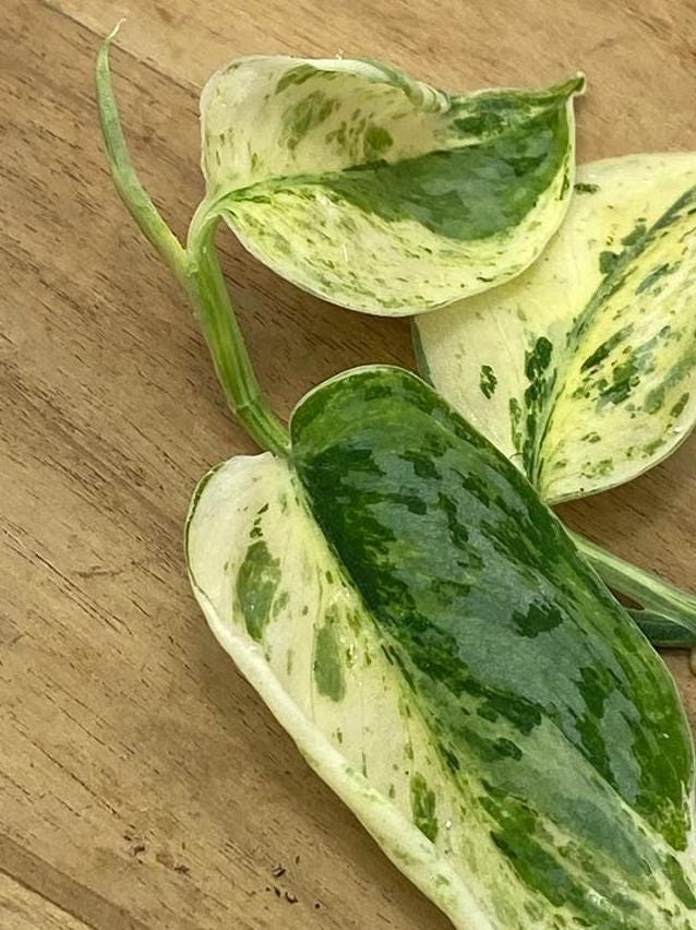 Scindapsus Peasun Variegata node cutting