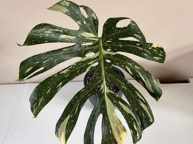 Monstera Thai Constellation node cutting