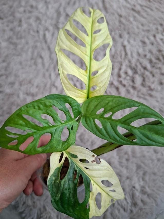 Monstera Adansonii Archipelago node cutting