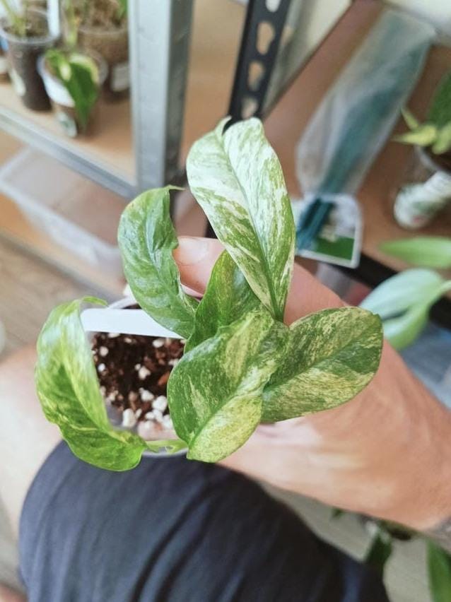 Rhaphidophora Puberula Variegata node cutting