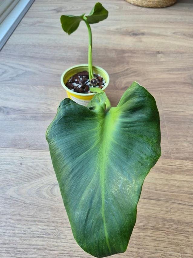 Philodendron Rugosum node cutting