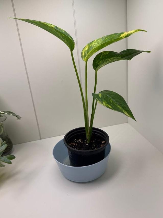 Epipremnum Pinnatum node cutting
