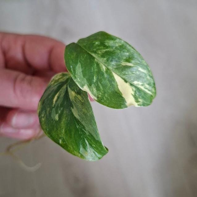 Monstera Lechleriana Albo Variegata node cutting