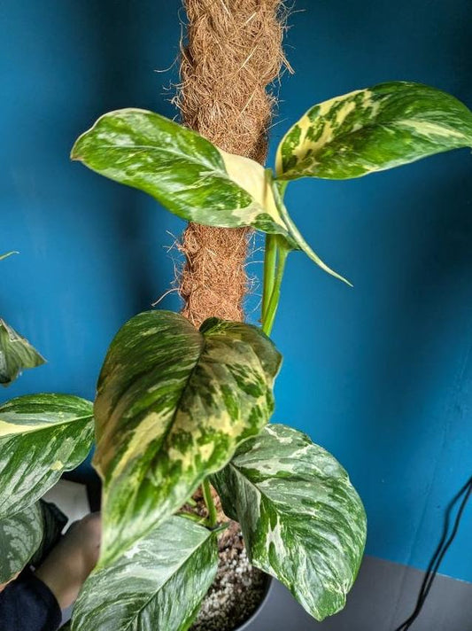 Monstera Lechleriana Albo Variegata node cutting