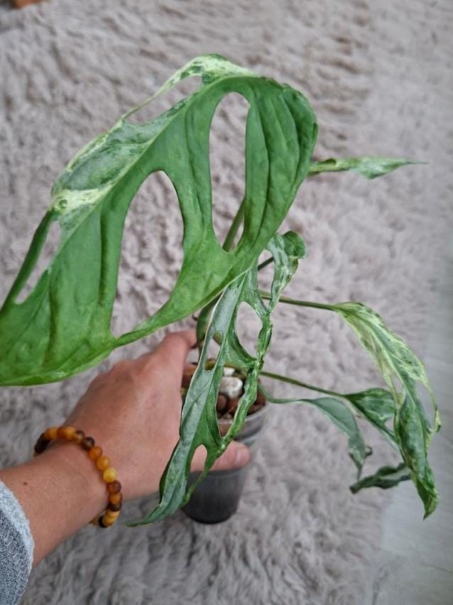 Monstera Adansonii Indonesian Marble Variegata node cutting