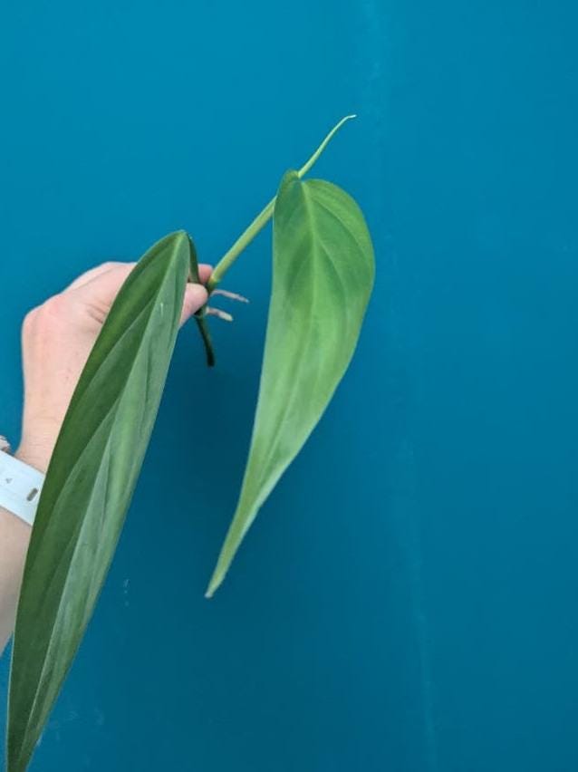 Epipremnum Amplissimum node cutting