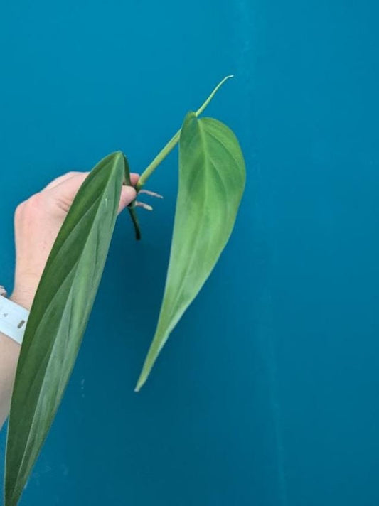 Epipremnum Amplissimum node cutting