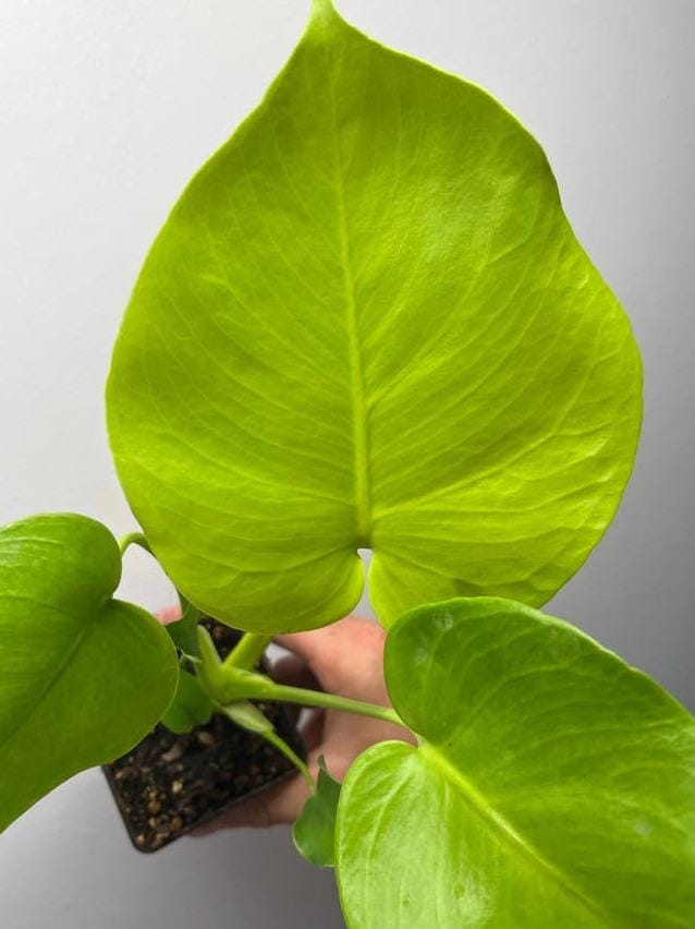 Monstera Deliciosa Lime Variegata node cutting