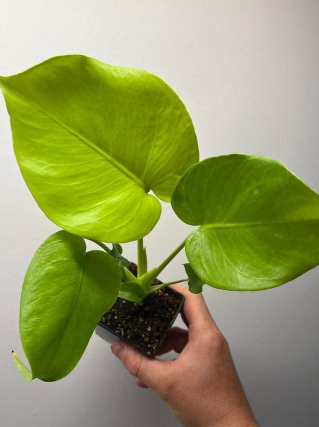 Monstera Deliciosa Lime Variegata node cutting