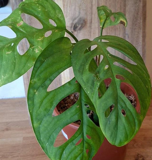 Monstera Esqueleto Wet Stick node cutting