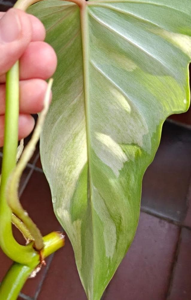 Philodendron Golden Dragon Variegata node cutting