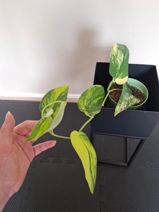Scindapsus Jade Satin Aurea Variegata node cutting