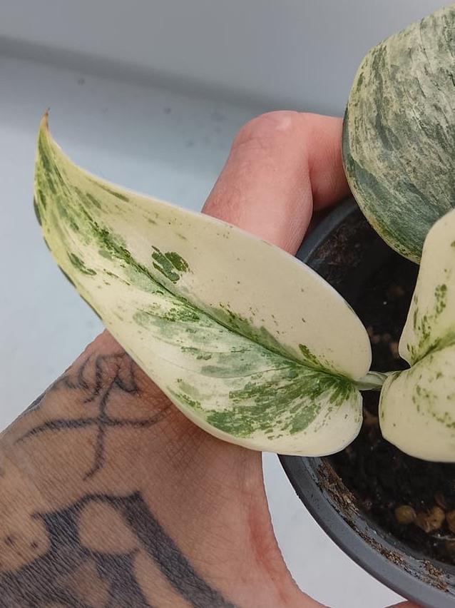 Scindapsus Superstar Variegata node cutting