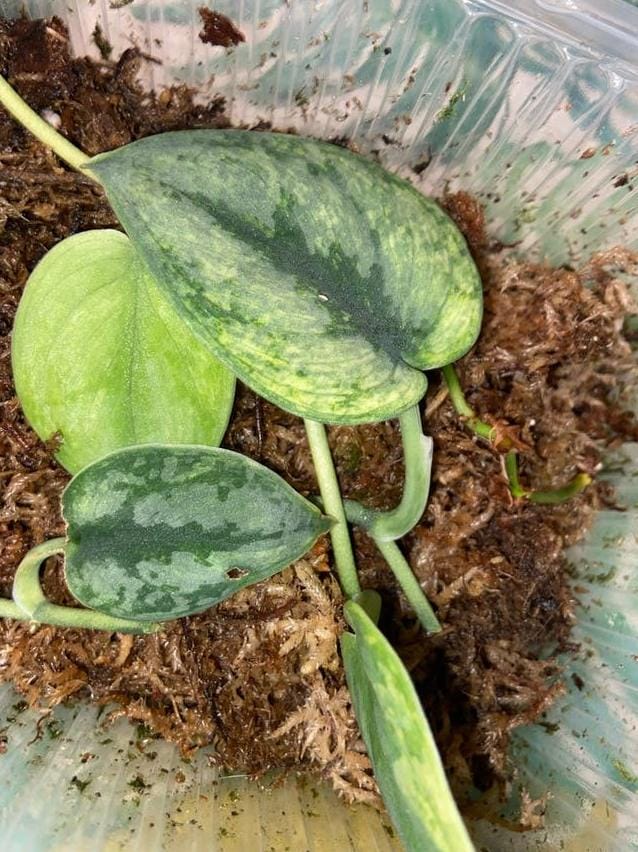 Scindapsus Hologram Variegata node cutting