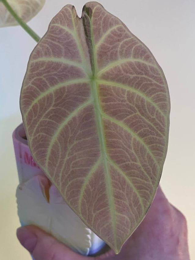 Alocasia Maharani Albo Variegata bulb