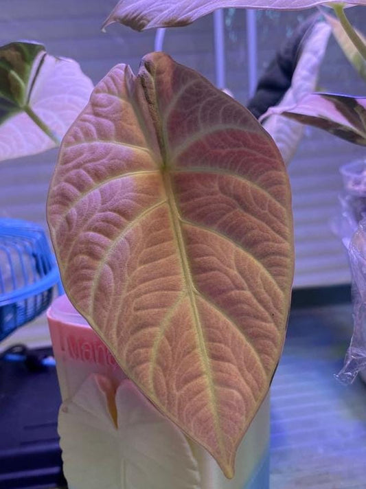 Alocasia Maharani Albo Variegata bulb