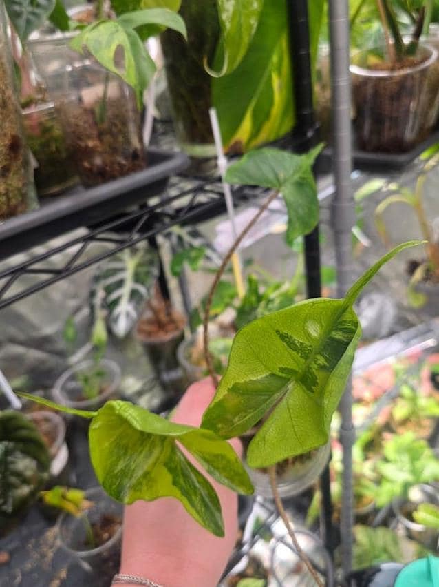 Alocasia Stingray Aurea Variegata bulb