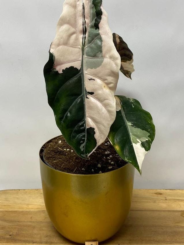 Alocasia Chantrieri Pink Variegata bulb