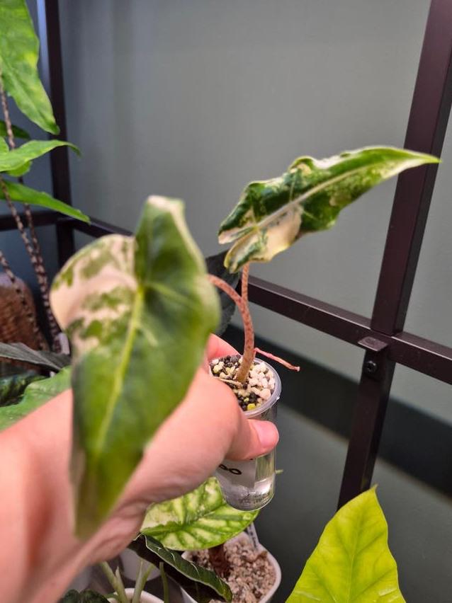 Alocasia Sarian Albo Variegata bulb