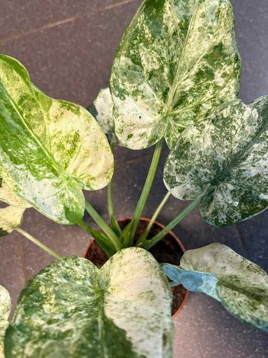 Alocasia Cucullata Mint Variegata bulb