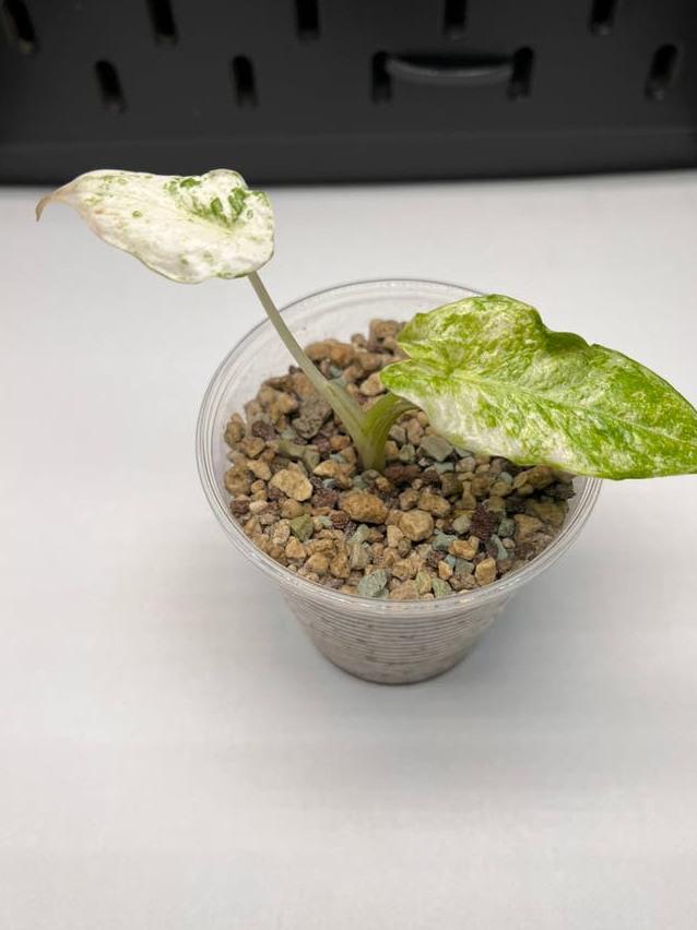 Alocasia Macrorrhiza Splash Variegata bulb