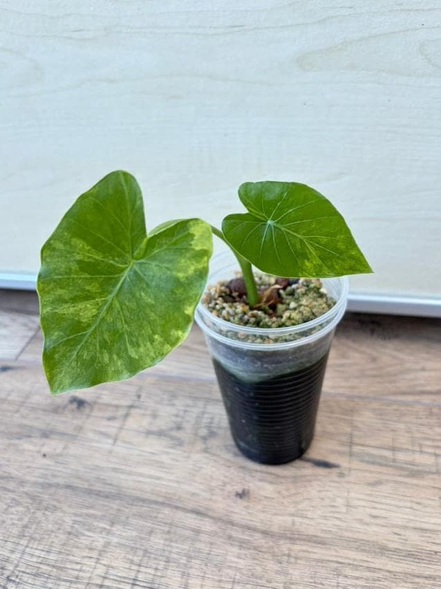 Alocasia Gageana Aurea Variegata bulb