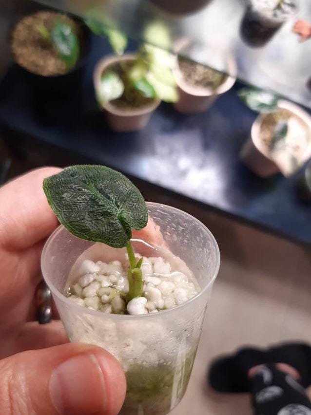 Alocasia Antoro Velvet bulb