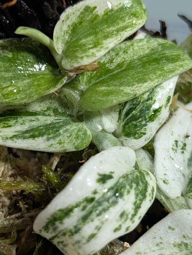 Rhaphidophora Tenuis Variegata node cutting