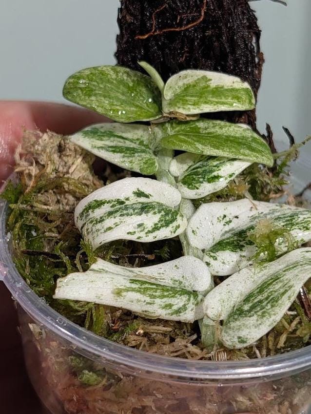 Rhaphidophora Tenuis Variegata node cutting