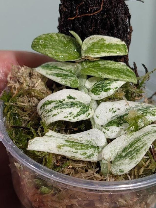 Rhaphidophora Tenuis Variegata node cutting