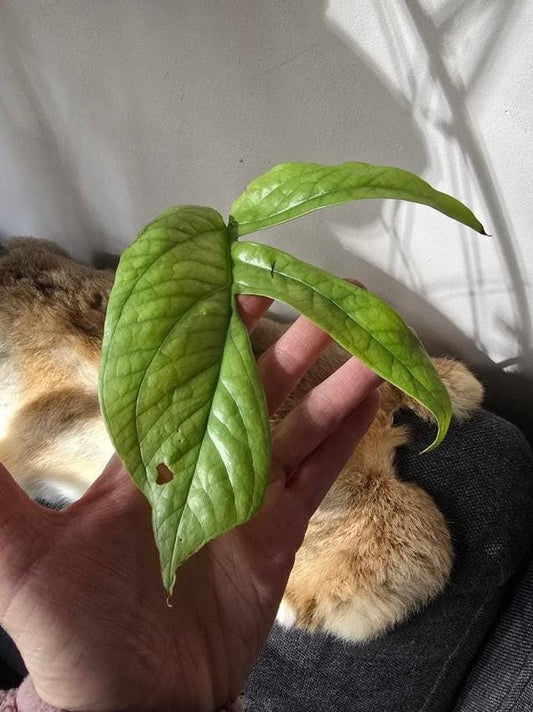 Amydrium Medium Silver Variegata node cutting