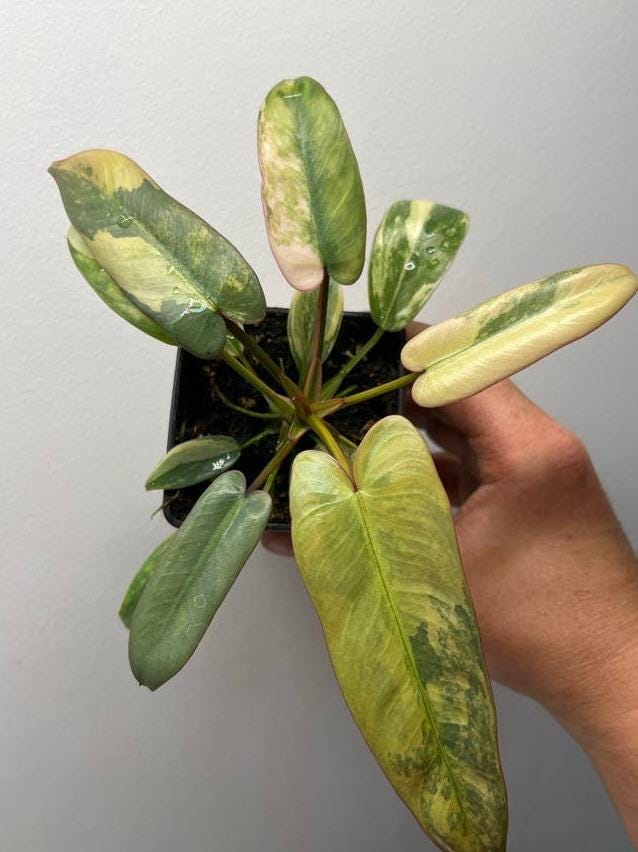 Philodendron Atabapoense Pink Variegata node cutting