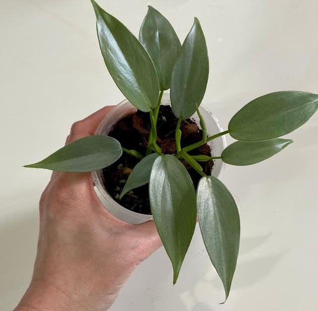 Philodendron Hastatum Silver Sword node cutting