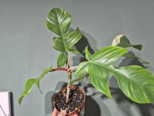 Philodendron Squamiferum Variegata node cutting