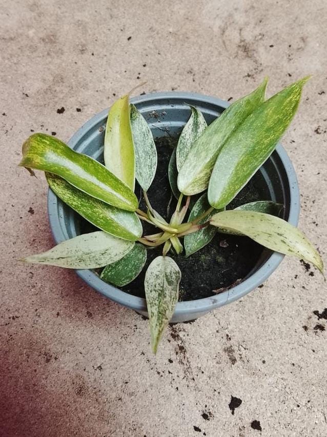 Philodendron Joepii node cutting