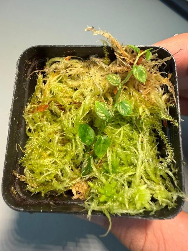 Philodendron Gold Dust node cutting