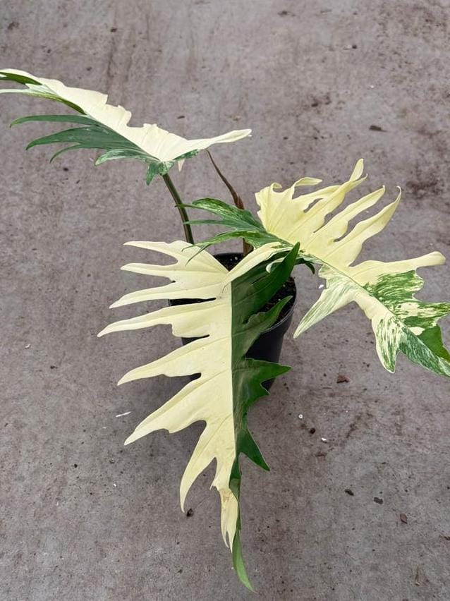 Philodendron Florida Beauty Variegata node cutting