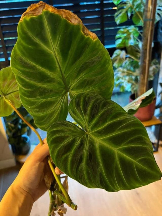 Philodendron Verrucosum node cutting