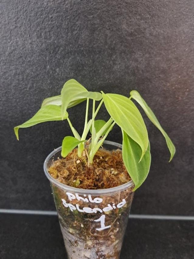 Philodendron Splendid node cutting