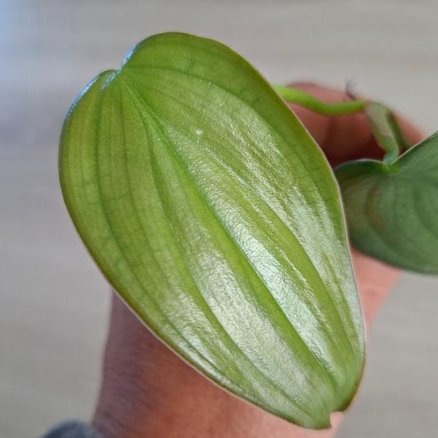 Philodendron Burle Marx Fantasy node cutting