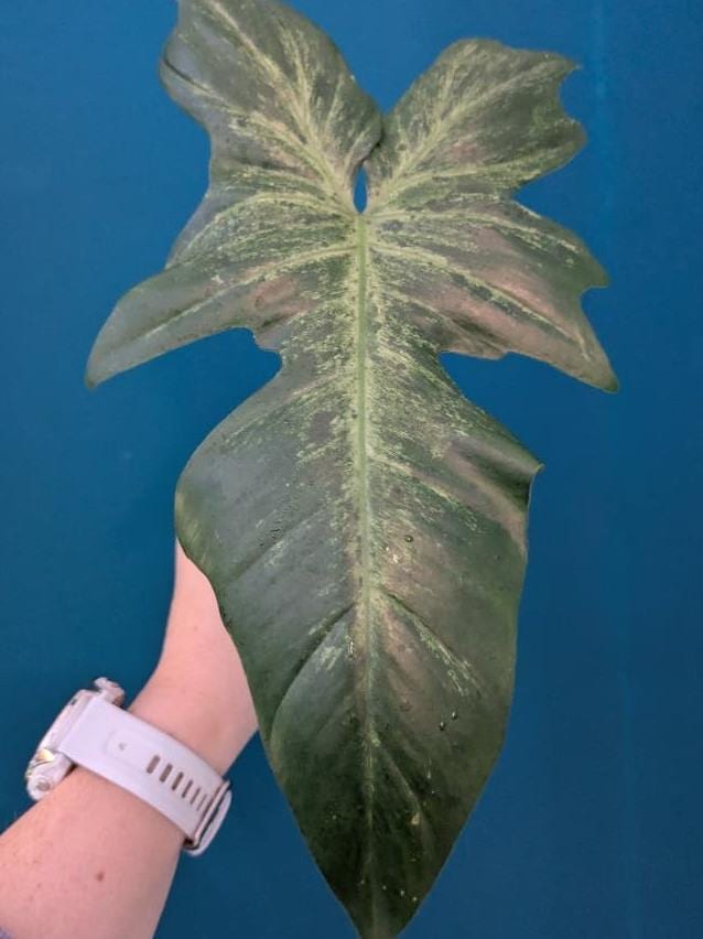 Philodendron Lime Fiddle node cutting