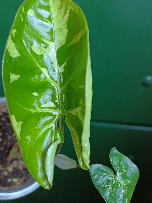 Syngonium Panda node cutting