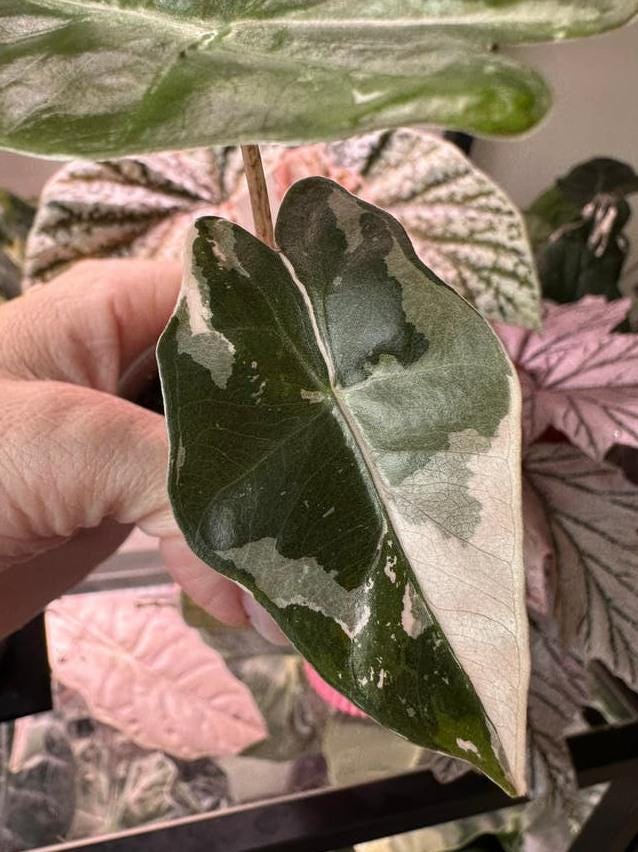 Alocasia Sanderiana Pink Albo Variegata bulb